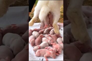 Rabbit Baby - Little rabbit growth | Baby Rabbits 1 To 19 Days #pets #animals