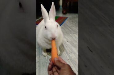 #cute #rabbit #shortsfeed #shorts