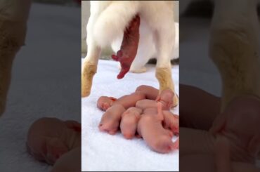 Rabbit Baby Born - Mother Rabbit Giving Birth #pets #rabbit #cute #animals
