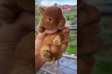 Adorable bunny compilation. #easter #bunny #adorable #cute #trending