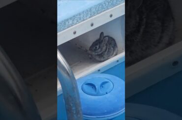 Poor Baby Bunny Waiting for Rescue