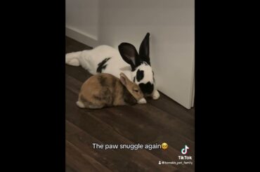 paw snuggles on top
