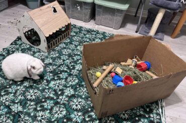 My first attempt at a dig box 😅