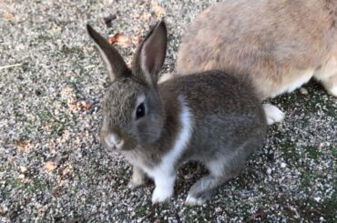 The cute baby bunny, just like a stuffed animal, came approaching me!