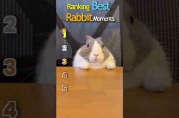 Ranking rabbit moments that made me smile #bunny #cute #pets
