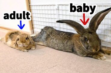 Flemish Giant Rabbit Meets Lop Rabbit! | Rabbit Bonding Process