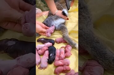 Baby Rabbit Growth #cute #pets #animals #rabbit