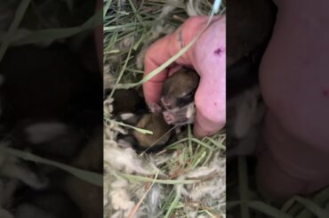 1st babies since January!  Adorable chestnut dwarf baby bunnies #cute #bunny #babybunny #dwarfbunny