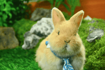 Meet QQ, my dwarf rabbit.