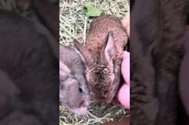 Baby bunnies.