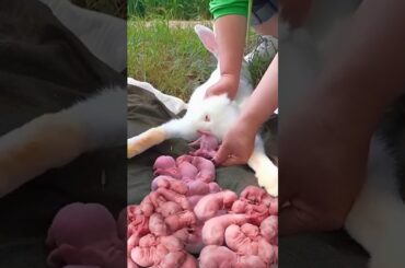 Rabbit Baby - Cute Baby BUNNY 1 To 15 Days #cute #pets Dodo Rabbit Growth