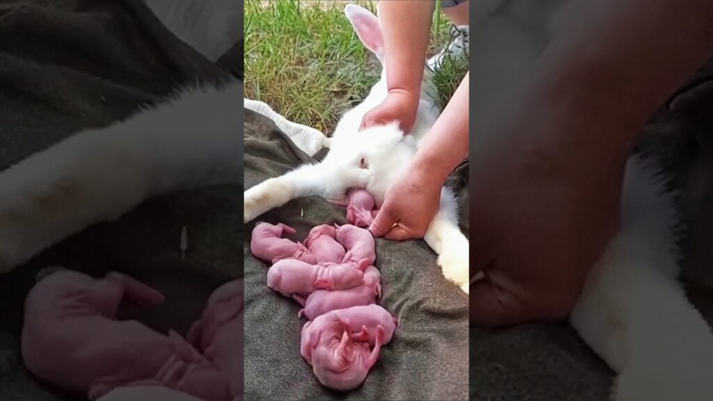 Baby Animals Grow Up || Little Baby Rabbit Growth – Cute Rabbit #pets #animals #shorts