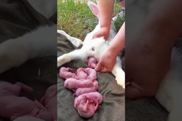Baby Animals Grow Up || Little Baby Rabbit Growth - Cute Rabbit #pets #animals #shorts