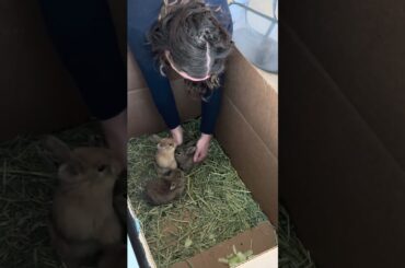 These baby bunnies are practicing to be pets. They are practicing pick ups, proximity, and recall.