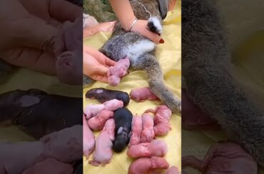 Little rabbit growing up #cute #pets #animals #rabbit #bunny