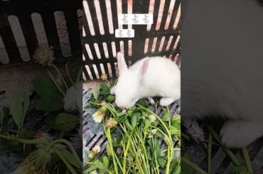cute bunny new video 2026 #youtube#funny#rabbits