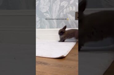 Cute adorable Rabbit #bunny #rabbit #pets #petcare #petvideos