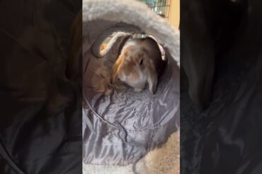 Yoshi exploring his new tunnel (Elphie not interested) #bunny #cute #rabbit #pet #adorable #love