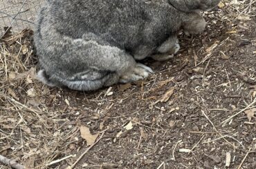 Is this bunny being neglected?