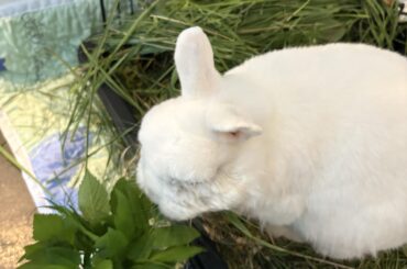 The Best and Easiest Forage for Rabbits