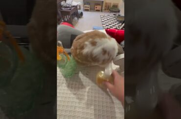 Yoshi’s morning adventures #bunny #rabbit #adorable #cutepets #love #cute #bunnies #cutebunny