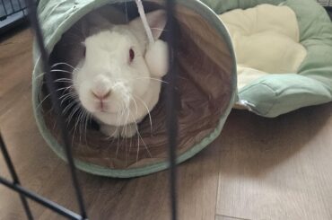 Becky got a new tunnel!