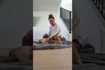 Raising Baby Bunnies