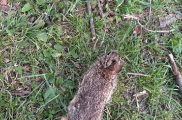 Cat almost got wild rabbit, what do I do with it?