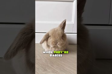 Did You Know These Secrets About Lop Eared Rabbit