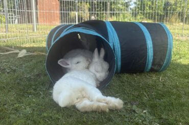 How to break the GI stasis cycle