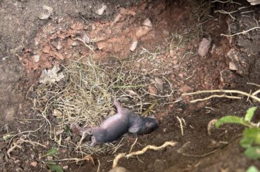 Baby Bunnies in need of help ?