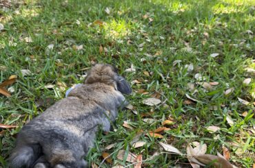little bunny in a great big world
