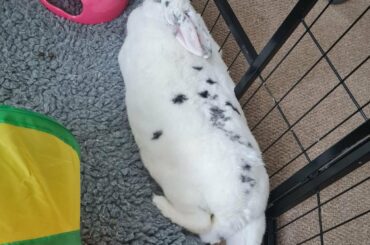 My gorgeous madame Hattie, striking the pose (paw) ♥️ 😍 💅 🐾