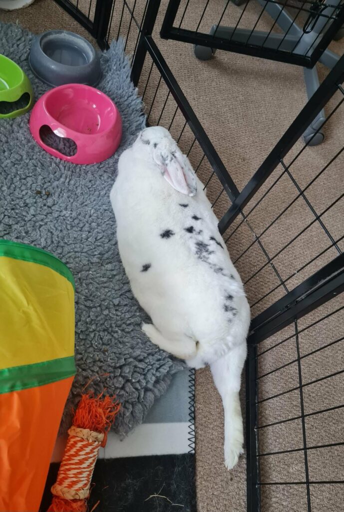 My gorgeous madame Hattie, striking the pose (paw) ♥️ 😍 💅 🐾