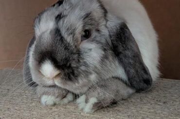 After Honey Bun Mining Co closed down, we didn't think we'd have another bun for a while, but someone reached out and told us that Jumper needed a home, so... welcome home, little man!