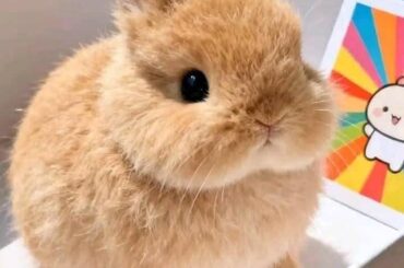 Is this real a bunny exists??