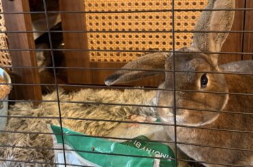 Show me your half-lop bunnies!