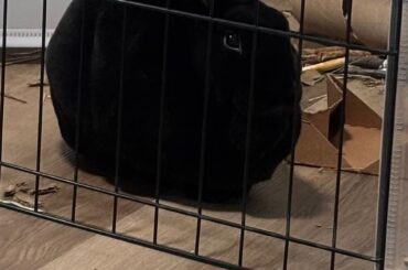 Taken 10 minutes after getting caught mid stream of a protest pee outside the litter box