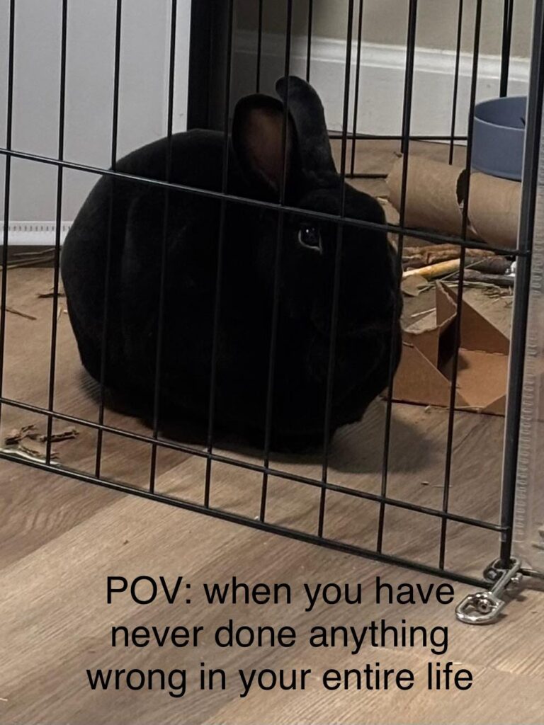 Taken 10 minutes after getting caught mid stream of a protest pee outside the litter box