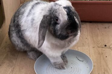 How my bun demands her food