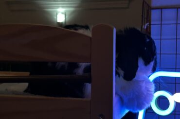 Muffyn showing off her mouf as she is enjoying light therapy in bed…