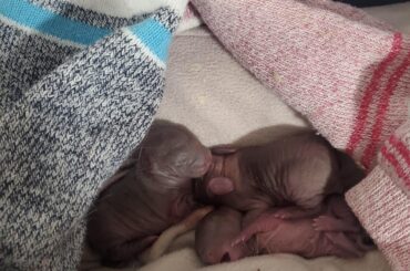 Newborn rabbits urgent help