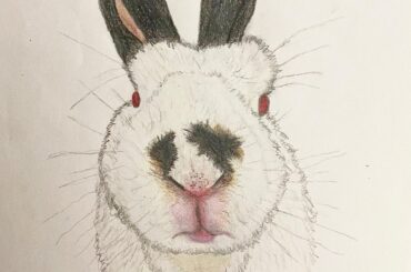 Drawing of my bunny!