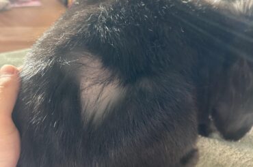 Did I over brush him?? 😭
