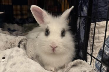 Update on Dottie!!