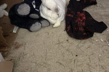 Tramp cuddling with one of his stuffed babies after the loss of his mate, Lady