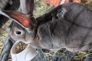 Ik this is a bit dumb but can you guys show me some pictures of your buns molting.