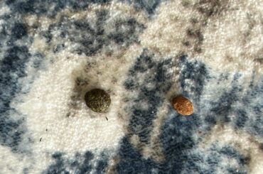Does anyone else Find hard “seed-like” pieces near rabbit’s poop