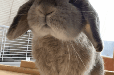 Vet negligence? 9yo rabbit with E Cuniculi.