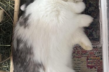 bunny thumping?